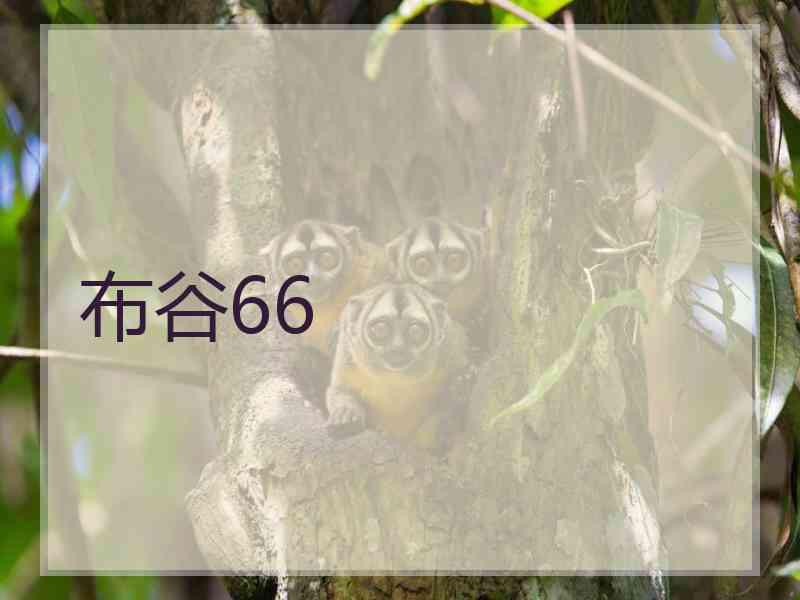 布谷66